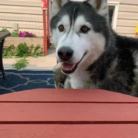 Five for 25 Place soft, short sleeve T-shirt w cut out  on the back - Picture 5 of 5